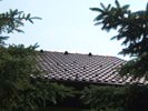 tet�csere