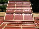 tet�f�lia